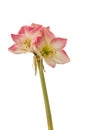 Pink and white Hippeastrum amaryllis