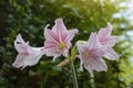 Pink and white hippeastrum or amaryllis flower bloom in the garden on nature background.