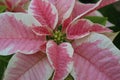 Pink and white holiday poinsettia closeup center