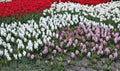 Pink and white hyacinth flowers, white daffodils and red tulips Royalty Free Stock Photo