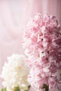 Pink and white hyacinth