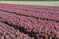 Pink and white hyacinths in the Bollenstreek Royalty Free Stock Photo