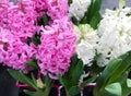 Pink and white hyacinths in flower pots. Sale in a flower shop