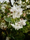 Pink and White Hybrid Cherry flowers (Prunus x yedoensis) Royalty Free Stock Photo