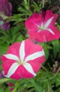 Pink and white hybrid Desert rose flower (Other names are desert