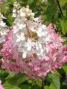 pink and white hydrangea bush variety Royalty Free Stock Photo