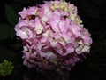 Pink and white Hydrangea flower on top of green leaves and water drops Royalty Free Stock Photo