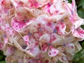 Pink and white hydrangea