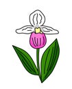 Pink and white ladies slipper flower illustration vector isolated Royalty Free Stock Photo