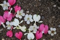 Pink and white bleeding heart flowers with cherry blossoms scattered on pavement. Royalty Free Stock Photo