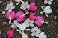 Pink and white bleeding heart flowers with cherry blossoms scattered on pavement. Royalty Free Stock Photo