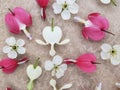 Pink and white bleeding heart flowers with cherry blossoms scattered on romantic background. Royalty Free Stock Photo