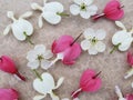 Pink and white bleeding heart flowers with cherry blossoms scattered on romantic background. Royalty Free Stock Photo