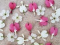 Pink and white bleeding heart flowers with cherry blossoms scattered on romantic background. Royalty Free Stock Photo