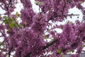 pink and white lilac flowers closeup. Cercis chinensis, the Chinese redbud blossoms on the branches. Spring floral background Royalty Free Stock Photo