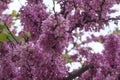 pink and white lilac flowers closeup. Cercis chinensis, the Chinese redbud blossoms on the branches. Spring floral background Royalty Free Stock Photo