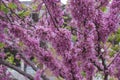 pink and white lilac flowers closeup. Cercis chinensis, the Chinese redbud blossoms on the branches. Spring floral background Royalty Free Stock Photo