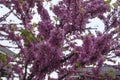 pink and white lilac flowers closeup. Cercis chinensis, the Chinese redbud blossoms on the branches. Spring floral background Royalty Free Stock Photo