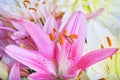 Pink and white lilies close-up, pistil and stamens Royalty Free Stock Photo