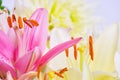 Pink and white lilies close-up, pistil and stamens