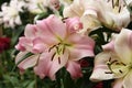 Pink and white lillies Royalty Free Stock Photo