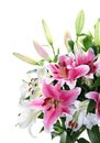 Pink and white lily bouquet closeup Royalty Free Stock Photo