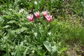 Pink and white lily-flowered tulips in spring Royalty Free Stock Photo
