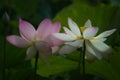 Pink and White lotus blossm