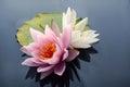 Pink and white lotus blossoms or water lily flowers blooming on pond Royalty Free Stock Photo