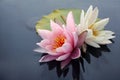 Pink and white lotus blossoms or water lily flowers blooming on pond Royalty Free Stock Photo