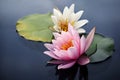 Pink and white lotus blossoms or water lily flowers blooming on pond Royalty Free Stock Photo