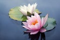 Pink and white lotus blossoms or water lily flowers blooming on pond Royalty Free Stock Photo