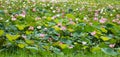 Pink and white lotus field