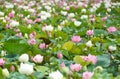 Pink and white lotus field