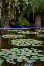 Pink and white lotus flowers floating in the water of a pond in a public park Royalty Free Stock Photo