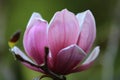 Pink white Magnolia flower on nature background in garden,Close up Magnolia flower with branch and leaf on blurry background Royalty Free Stock Photo