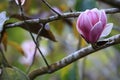 Pink white Magnolia flower on nature background in garden,Close up Magnolia flower with branch and leaf on blurry background Royalty Free Stock Photo