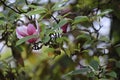 Pink white Magnolia flower on nature background in garden,Close up Magnolia flower with branch and leaf on blurry background Royalty Free Stock Photo