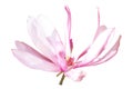 Pink-white magnolia flower Royalty Free Stock Photo