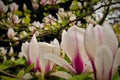 Pink & White Magnolia Flowers Closeup Royalty Free Stock Photo