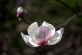 Pink and white magnolia single flower on a blurred background