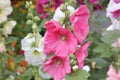 Pink and White Mallow Flowers Royalty Free Stock Photo