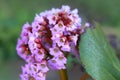 Pink and white Milkweed flower Royalty Free Stock Photo