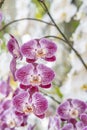The pink and white moon orchids. Also known as a moth orchid. Botanical name: Phalaenopsis Aphrodite Royalty Free Stock Photo