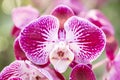 A pink and white moon orchids with a touch of yellow. Also known as a moth orchid. Botanical name: Phalaenopsis Aphrodite Royalty Free Stock Photo