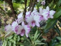 Pink or White Moth Dendrobium Orchid Flower Orchid Royalty Free Stock Photo