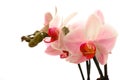 Pink and white moth orchid. Royalty Free Stock Photo