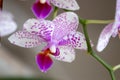 Pink and white moth orchid Royalty Free Stock Photo