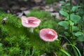Pink and white mushroom in moss. Russula emetica, commonly known as the sickener or vomiting russula
