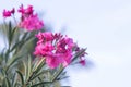 Pink and white oleander Nerium flower on a  white background Royalty Free Stock Photo